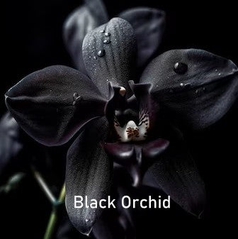 Fragrance Oil - Black Orchid (Compared to Tom Ford)