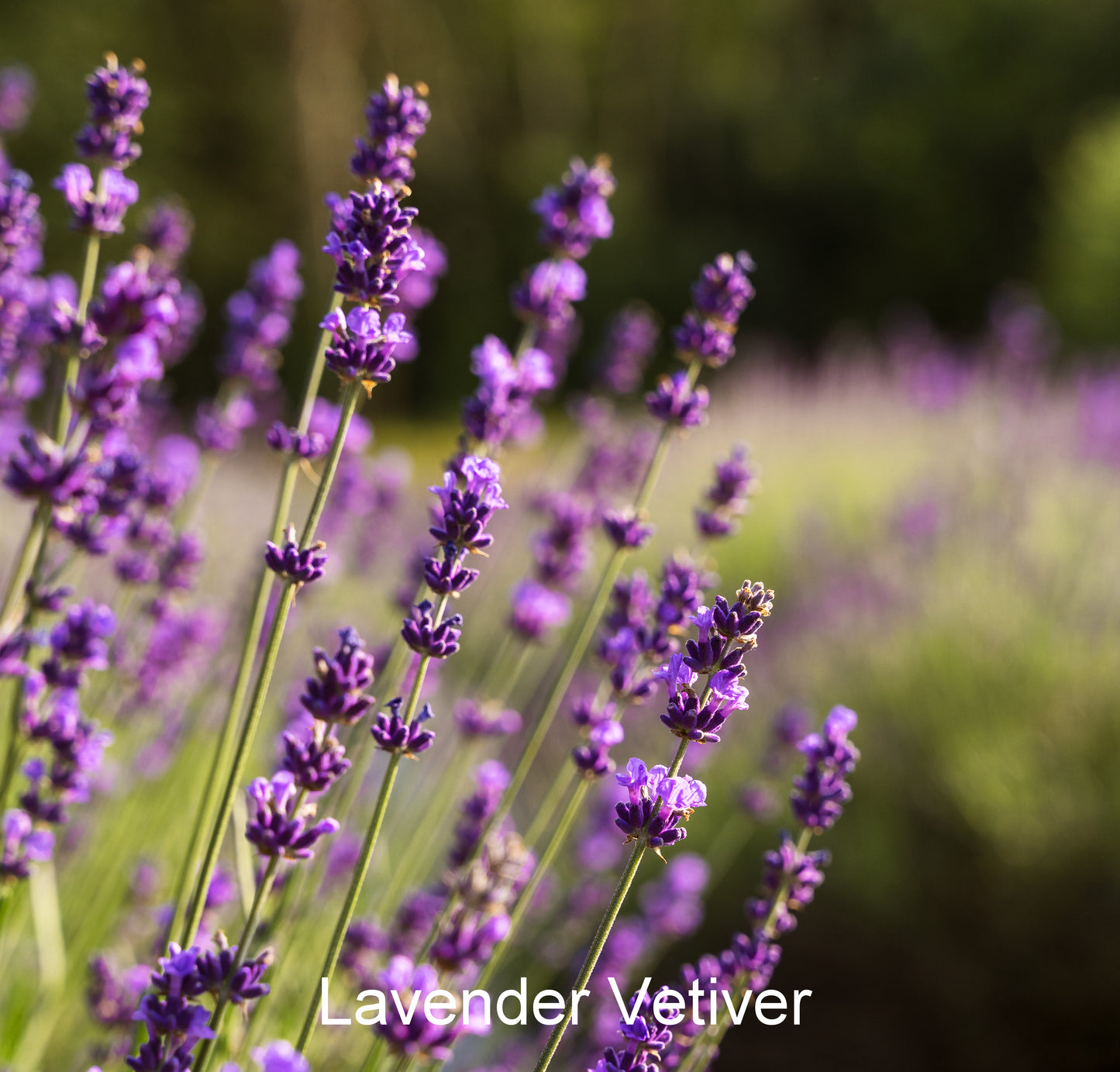 Fragrance Oil - Lavender Vetiver