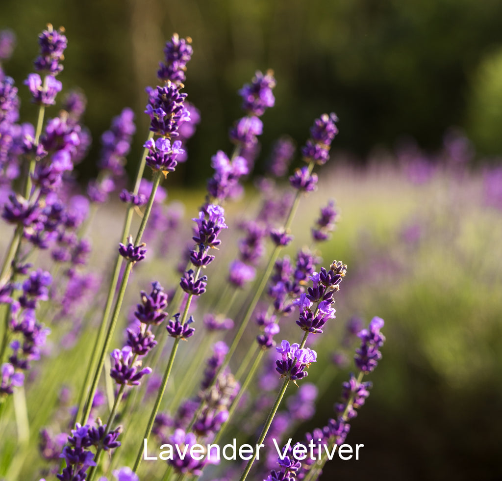 Lavender Vetiver