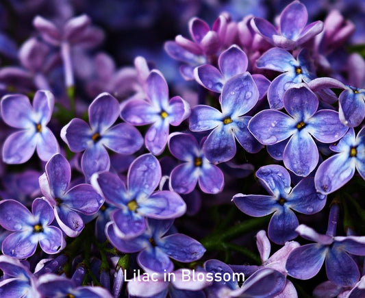 Fragrance Oil - Lilac in Blossom (Compared to Crafter's Choice)