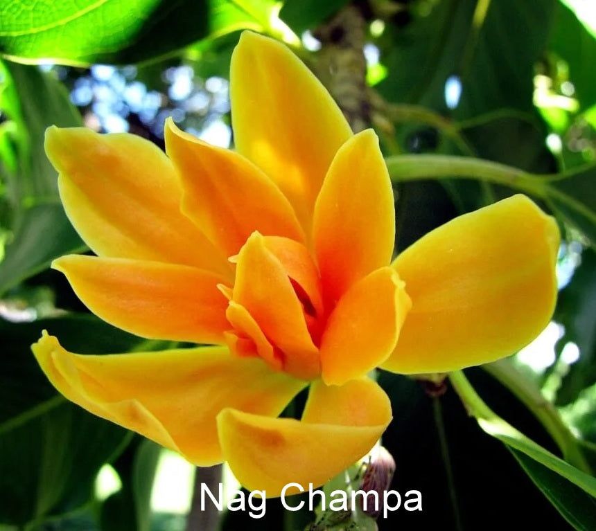 Fragrance Oil - Nag Champa (Compared to Aztec)