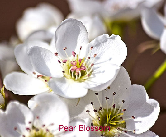 Fragrance Oil - Pear Blossom (Compared to BBW)
