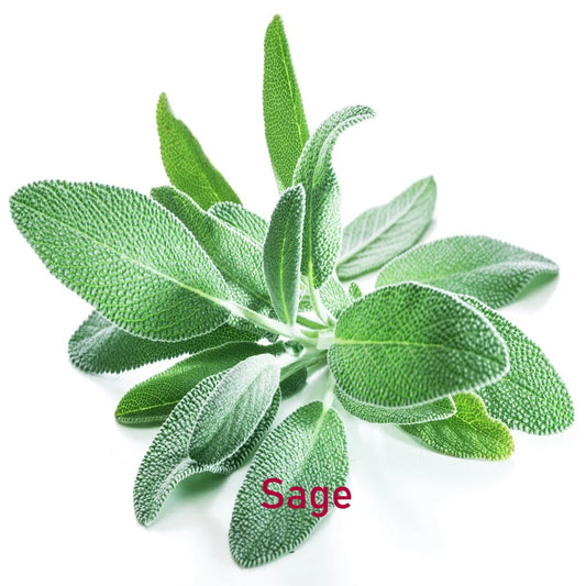 Fragrance Oil - Sage