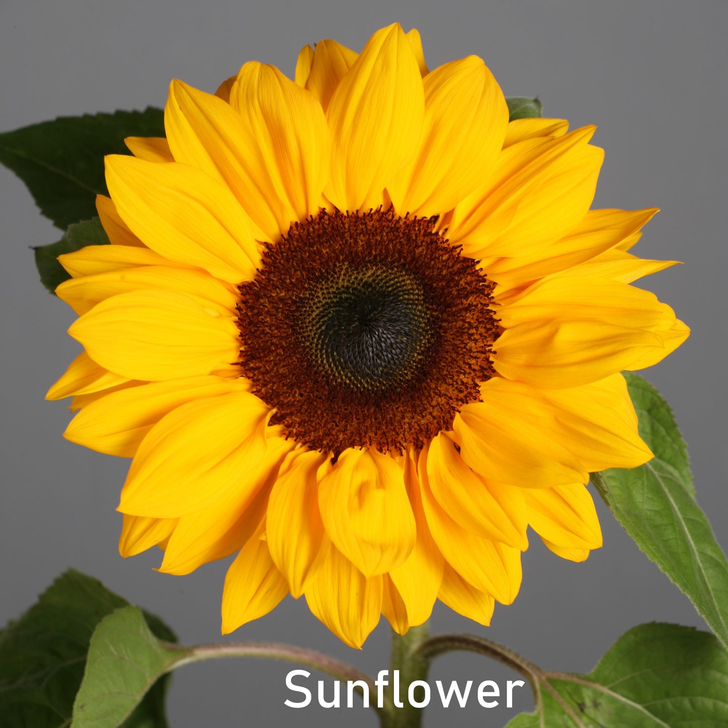 Fragrance Oil - Sunflower
