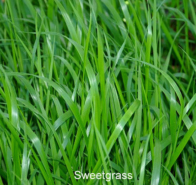 Fragrance Oil - Sweetgrass