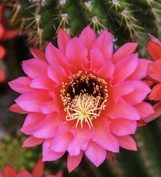 Fragrance Oil - Baja Cactus Blossom (Compare to BBW)