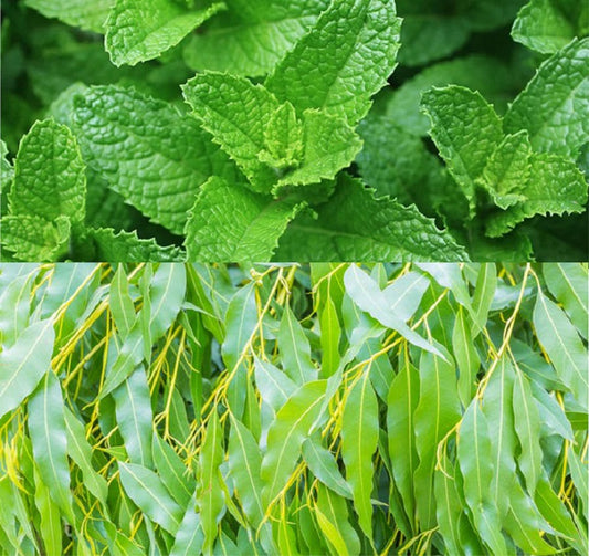 Fragrance Oil - Eucalyptus & Spearmint (Compare to BBW)