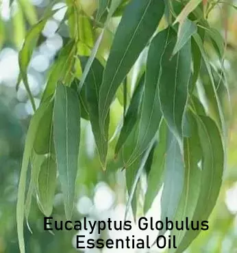 Essential Oil - Eucalyptus Globulus