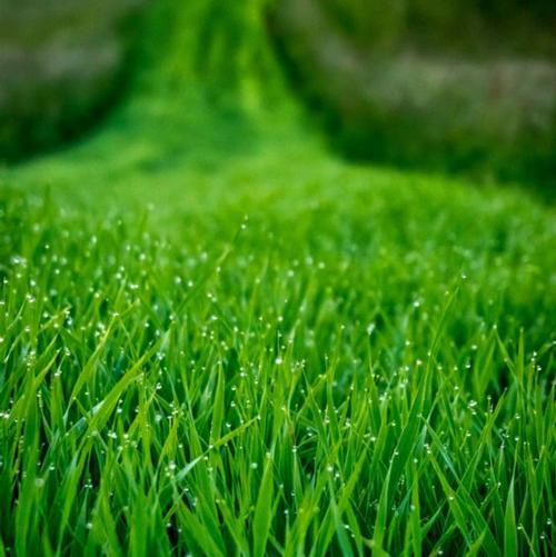Fragrance Oil - Fresh Cut Grass (Compare to Yankee)