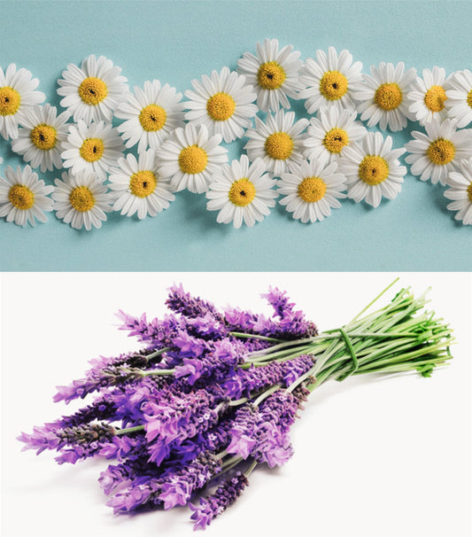 Fragrance Oil - Lavender Chamomile