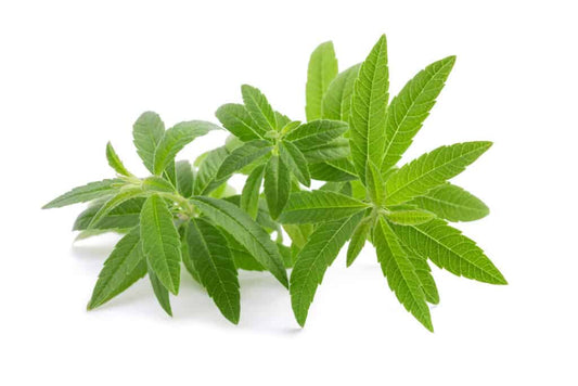 Fragrance Oil - Lemon Verbena