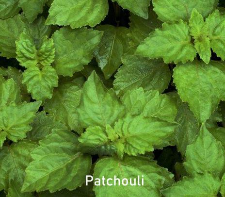 Essential Oil - Patchouli (Dark)