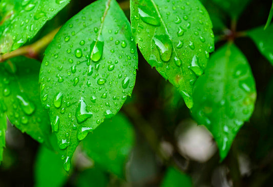 Fragrance Oil - Rain Kissed Leaves (Compare to BBW)