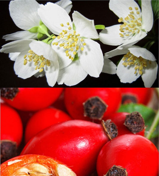 Fragrance Oil - Rosehips & Jasmine