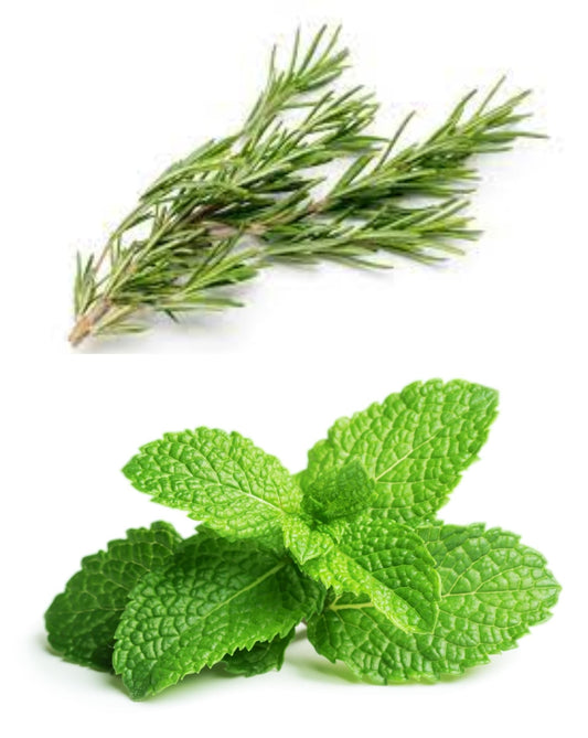 Fragrance Oil - Rosemary Mint