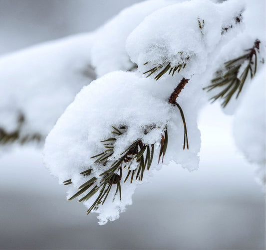 Fragrance Oil - Sugared Spruce