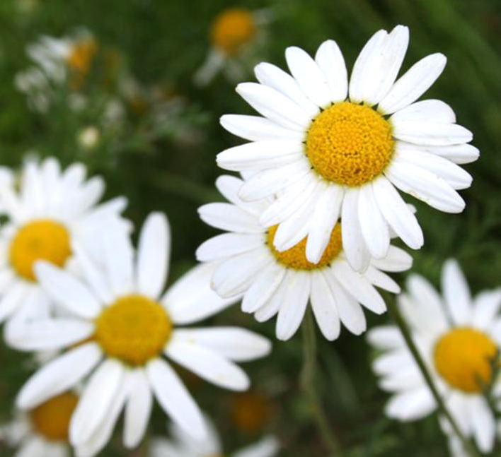 Chamomile Roman Hydrosol