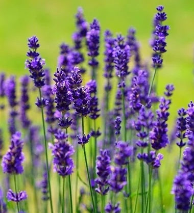 Lavender Hydrosol
