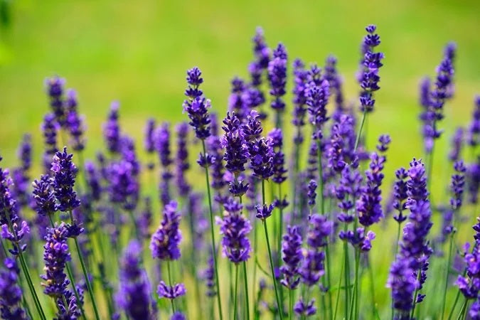 Essential Oils