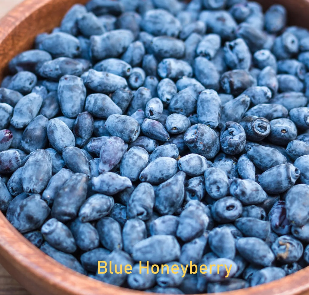 Fragrance Oil - Blue Honeyberry