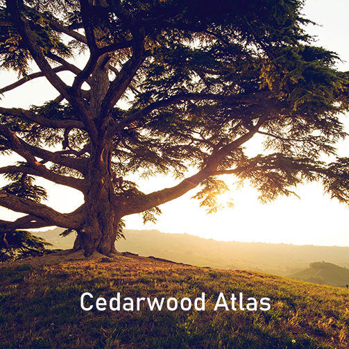 Essential Oil - Cedarwood Atlas