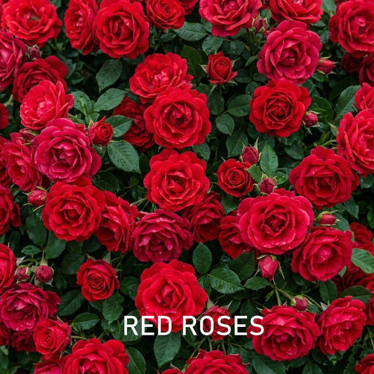 Fragrance Oil - Red Roses (Compared to Jo Malone)