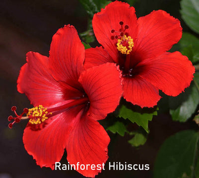 Fragrance Oil - Rainforest Hibiscus