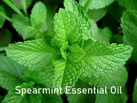 Essential Oil - Spearmint (Mentha spicata)