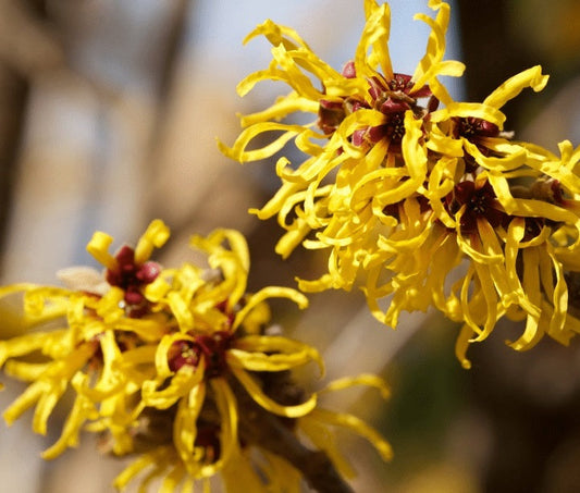 Witch Hazel Distillate - USP