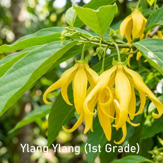 Essential Oil - Ylang Ylang (1st Grade)