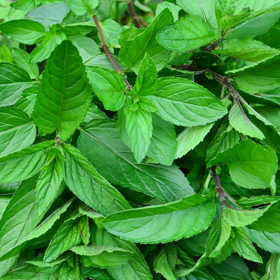 Fragrance Oil - Bergamot Mint (Compare to BBW)