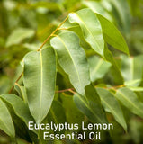 Essential Oil - Eucalyptus Lemon (Eucalyptus citriodora)