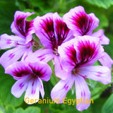 Essential Oil - Geranium Egyptian (Pelargonium graveolens)