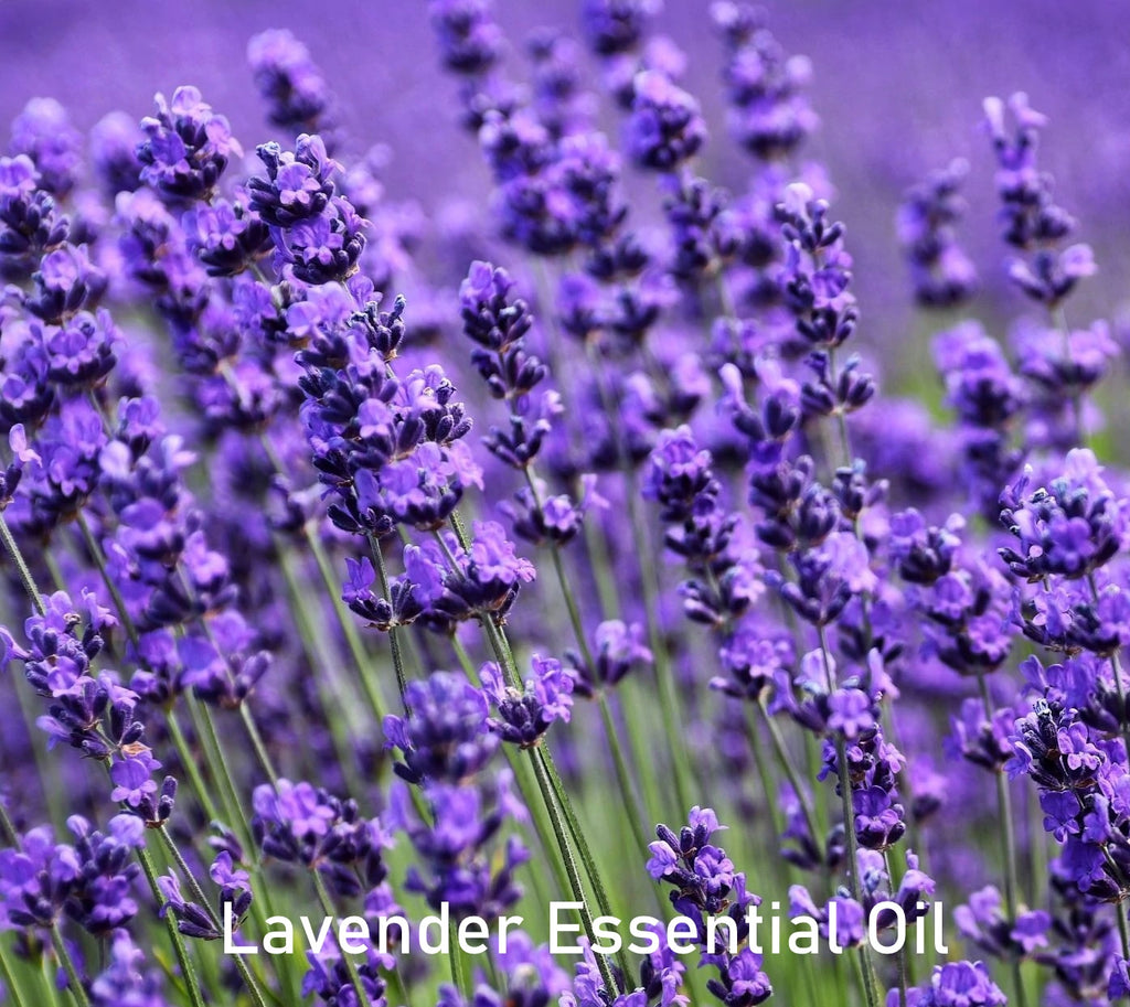 Essential Oil - Lavender (Lavandula angustifolia)