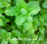 Essential Oil - Peppermint (Mentha piperita)