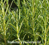 Essential Oil - Rosemary ct Camphor (Rosmarinus Officinalis)