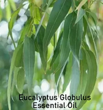 Essential Oil - Eucalyptus Globulus