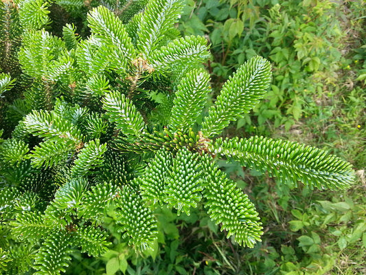 Fragrance Oil - Frasier Fir (Compare to Thymes)