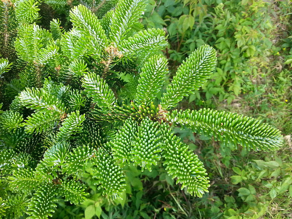 Frasier Fir (Compare to Thymes)