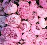 Fragrance Oil - London Peony & Blush Suede (Compare to Jo Malone)