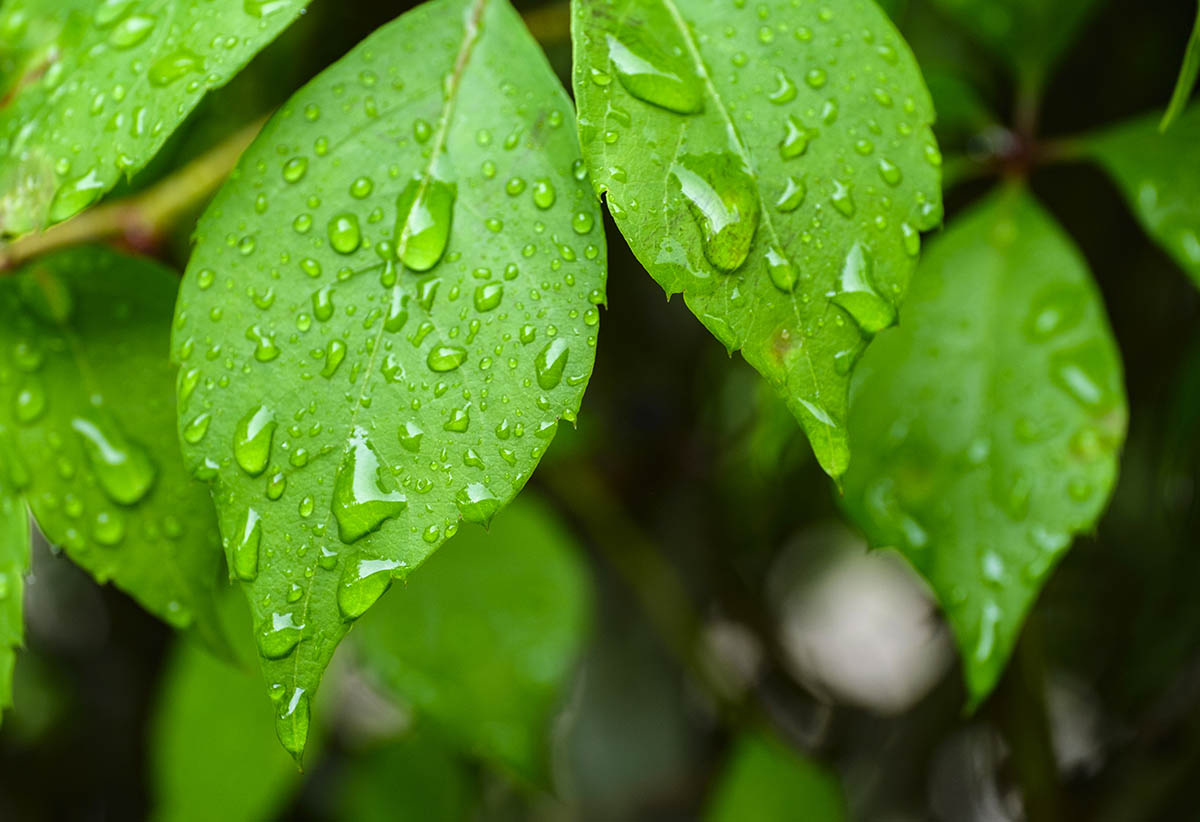 Fragrance Oil - Rain Kissed Leaves (Compare to BBW)