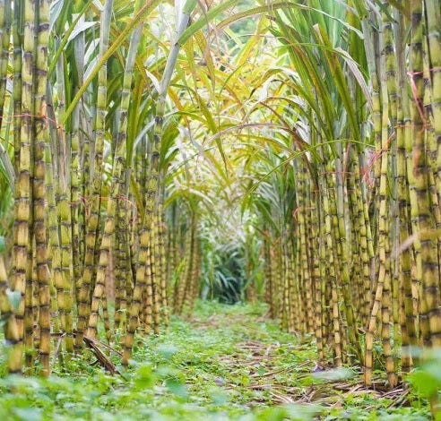 Rainforest Sugarcane