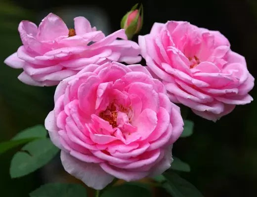 Rose Hydrosol