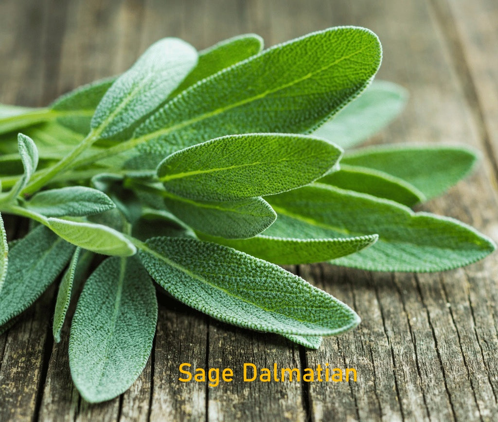 Essential Oil - Sage Dalmatian (Salvia Officinalis)