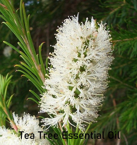 Essential Oil - Tea Tree AAA (Australia)