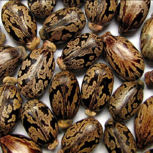 Castor Oil - USP
